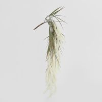 Ivory White Hanging Wheat Bush