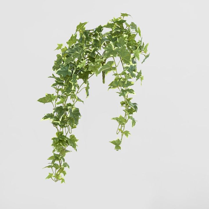Real Touch Hanging Verigated Sage Ivy Bush x 12
