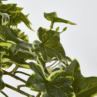 Real Touch Hanging Verigated Sage Ivy Bush x 12