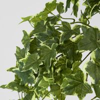 Real Touch Hanging Verigated Sage Ivy Bush x 12
