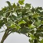 Verigated Sage Ivy Hanging Bush x 10