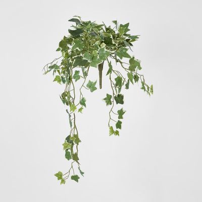 Verigated Sage Ivy Hanging Bush x 10
