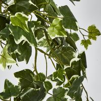 Verigated Sage Ivy Hanging Bush x 10