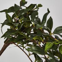 Japanese Bamboo Green Hanging Bush x 12 with 262 leaves