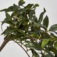 Japanese Bamboo Green Hanging Bush x 12 with 262 leaves