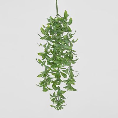 Osmanthus Hanging Bush With White flower