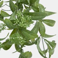 Osmanthus Hanging Bush With White flower
