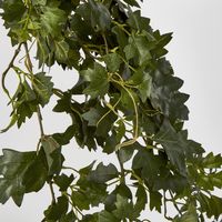 Hanging Green Grape Ivy x12 699 leaves