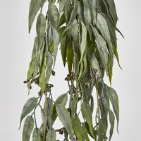 Hanging Eucalyptus Bush with seeds