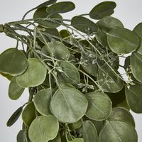 Hanging Green  Eucalyptus Leaf Bush