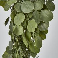 Hanging Green  Eucalyptus Leaf Bush