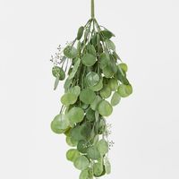 Hanging Green  Eucalyptus Leaf Bush
