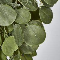 Hanging Green  Eucalyptus Leaf Bush