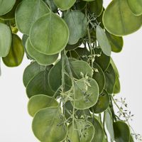 Hanging Green  Eucalyptus Leaf Bush