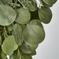 Hanging Green  Eucalyptus Leaf Bush