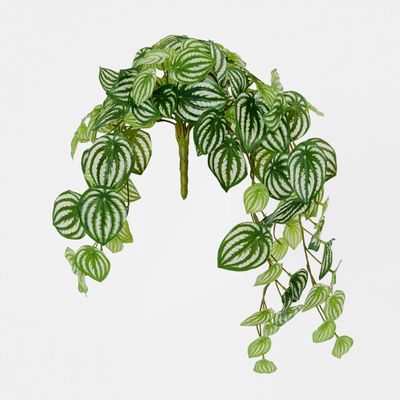 Green White Watermelon Peperomia Hanging Bush 108 Leaves