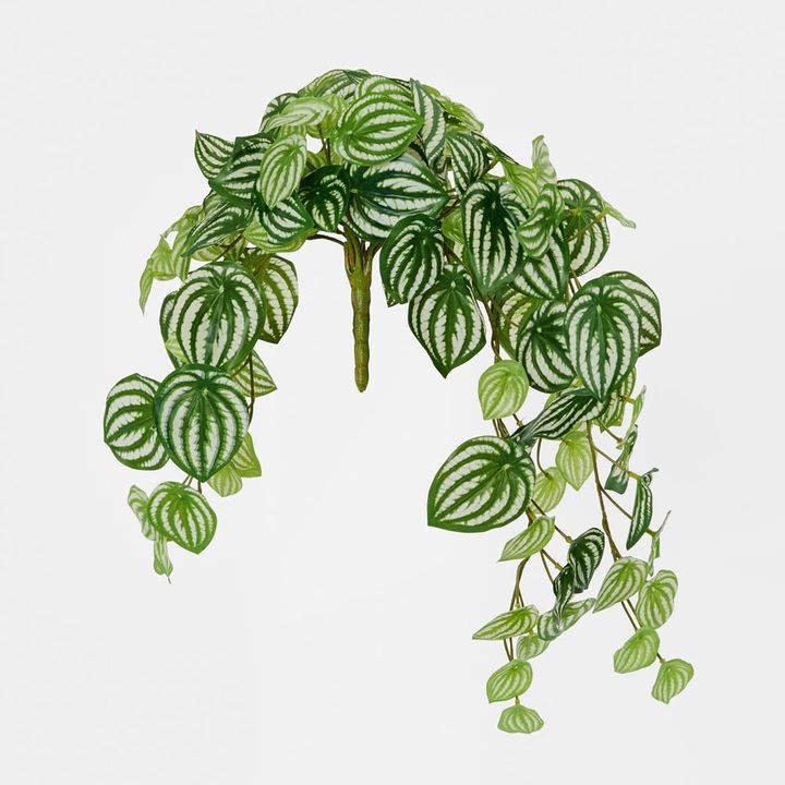 Green White Watermelon Peperomia Hanging Bush 108 Leaves