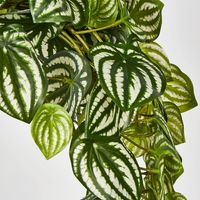 Green White Watermelon Peperomia Hanging Bush 108 Leaves