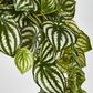 Green White Watermelon Peperomia Hanging Bush x 12 108 Leaves