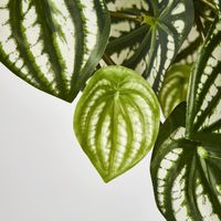 Green White Watermelon Peperomia Hanging Bush x 12 108 Leaves