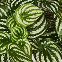 Green White Watermelon Peperomia Hanging Bush 108 Leaves