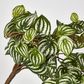 Green White Watermelon Peperomia Hanging Bush x 15 137 Leaves