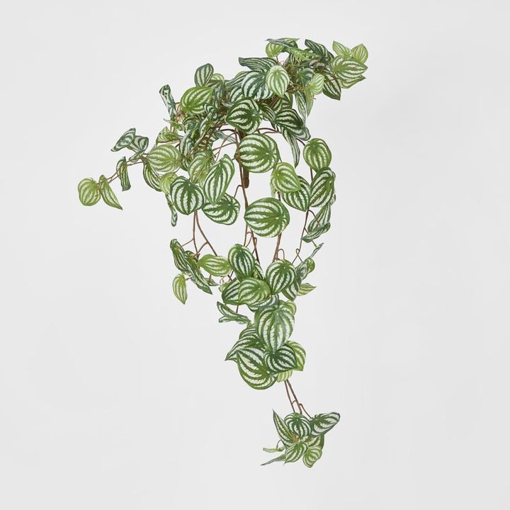 Green White Watermelon Peperomia Hanging Bush x 15 137 Leaves