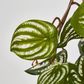 Green White Watermelon Peperomia Hanging Bush x 15 137 Leaves