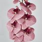 Dusty Pink Phalaenopsis Orchid