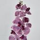 Purple Phalaenopsis Orchid