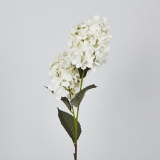 White Cone Hydrangea x 2