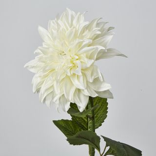 White Dahlia