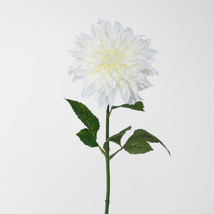 White Dahlia