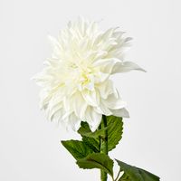 White Dahlia