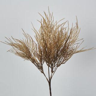 Brown Grass Seed Bush Pampass