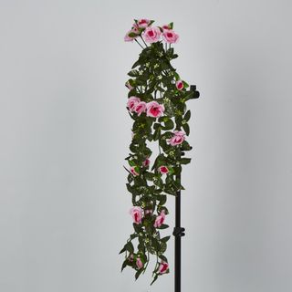 Hanging Roses