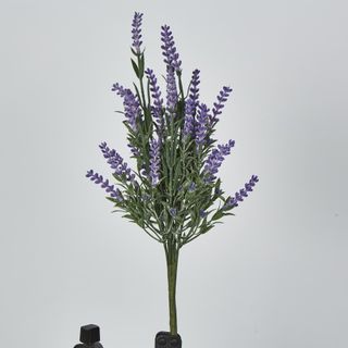Lavender x 7 (Increments of 2)
