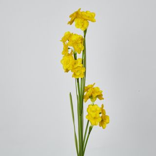 Daffodil Spray