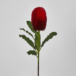 Red Banksia Stem