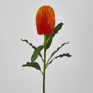Orange Banksia Stem
