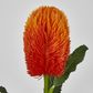 Orange Banksia Stem