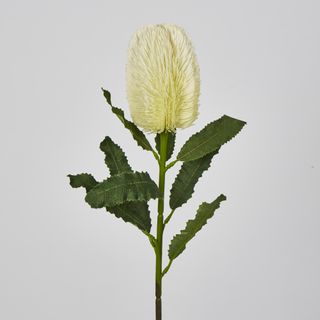 White Banksia Stem