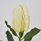 White Banksia Stem