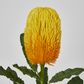 Yellow Gold  Banksia Stem