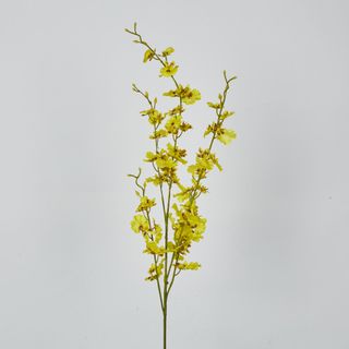 Yellow Dancing Orchid
