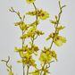 Yellow Dancing Orchid