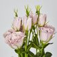 Light Pink Lisianthus bundle by 5 Flower and Bud