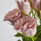 Light Pink Lisianthus bundle by 5 Flower and Bud