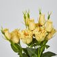 Yellow Lisianthus bundle by 5 Flower and Bud