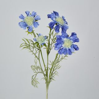 Dark Blue Scabiosa 3 Flowers and 2 Buds